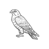 Merlin | Arctic Birds Names