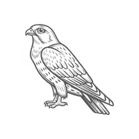 Merlin | Migratory Birds Names