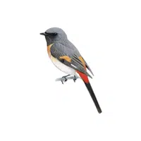 Minivet