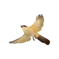 Mockingbird