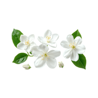 Mockorange | Flowering Shrubs Names
