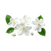 Mockorange | Shrub Plants Names