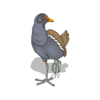 Moorh | Game Birds Names