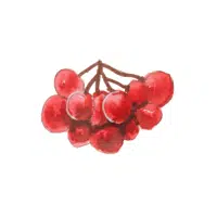 MountainAsh | Mountain Fruits Names