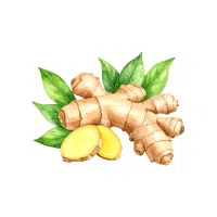 Mountainginger | Rhizome Vegetables Names