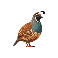 Mtquail | Game Birds Names