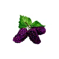 Mulberry | Fruit Plants Names