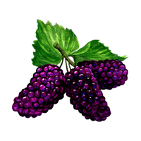 Mulberry | Autumn Fruits Names