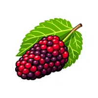 Mulberry | Mountain Fruits Names