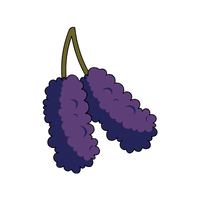 Mulberry | Spring Fruits Names