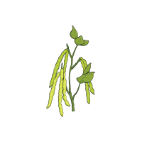 Mung | Pod Vegetables Names