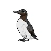 Murre | Arctic Birds Names