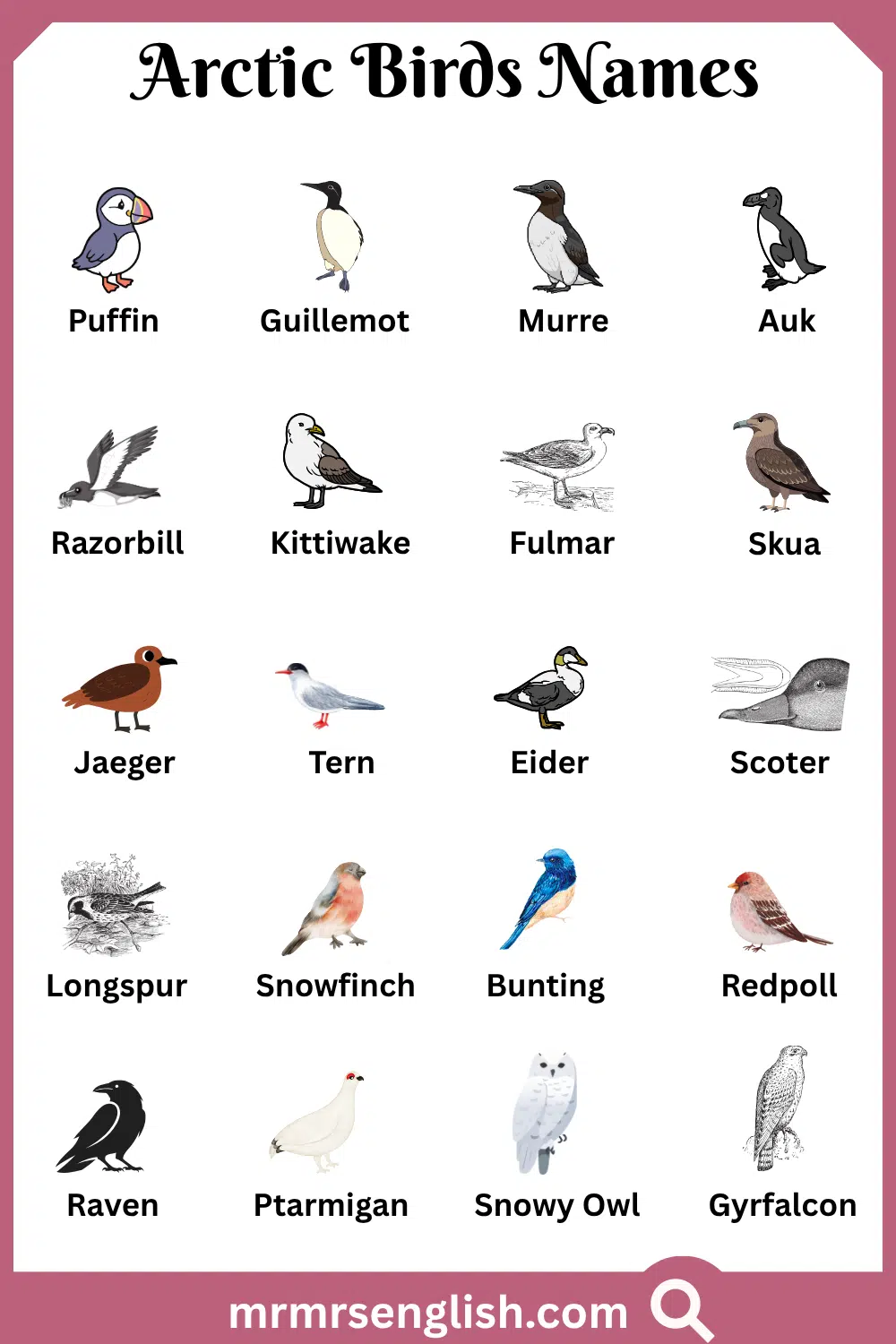 Names of Arctic Birds with Pictures