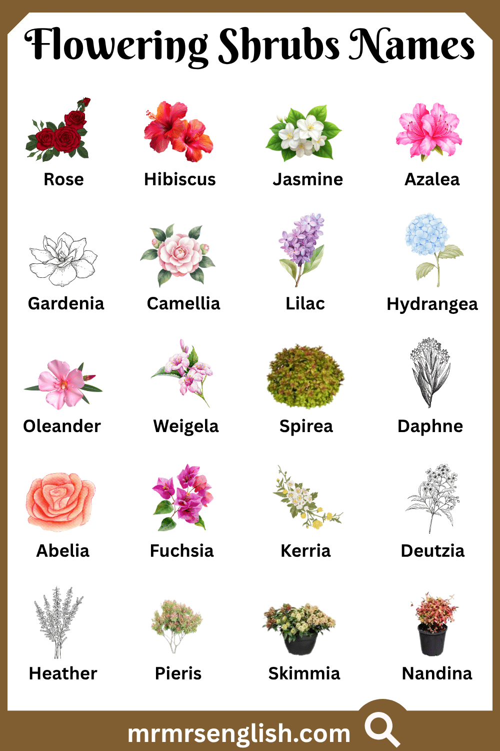 Names of Flowering Shrubs with Pictures