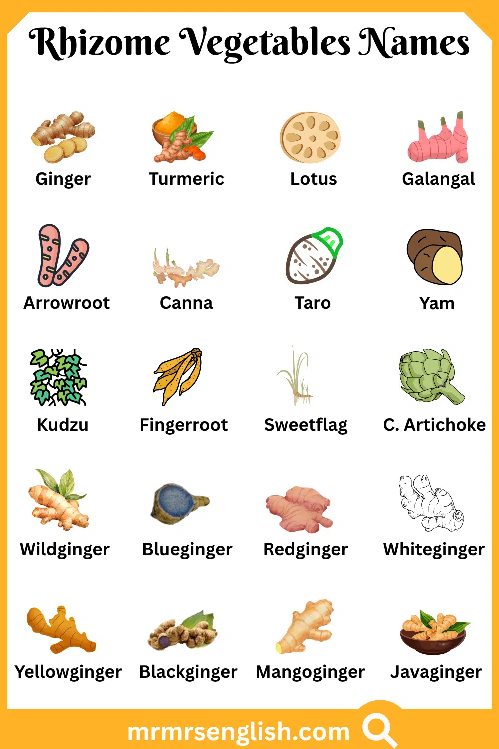 Names of Rhizome Vegetables with Pictures