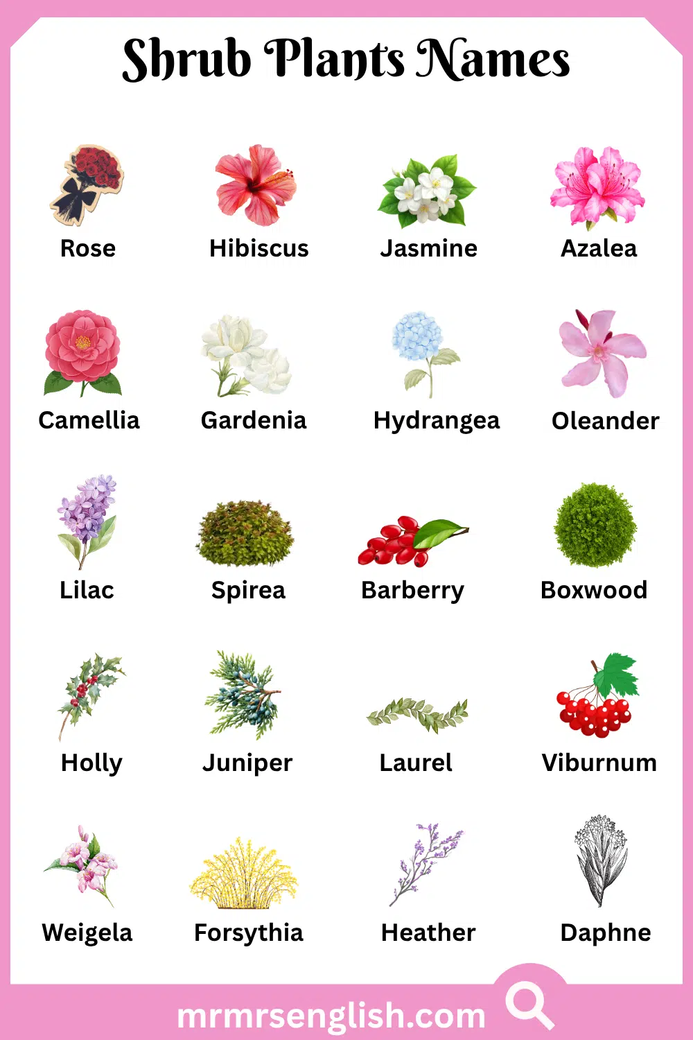 Names of Shrub Plants with Pictures