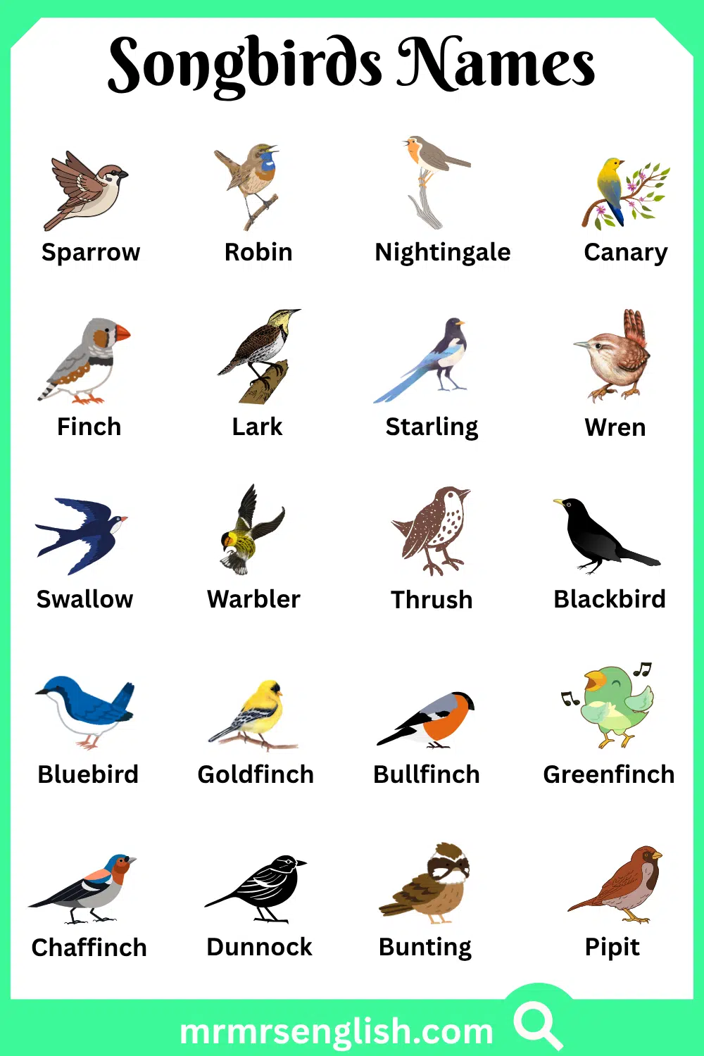 Names of Songbirds with Pictures
