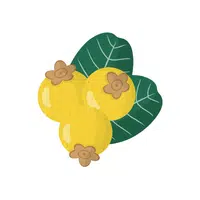 Nance | Coastal Fruits Names