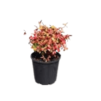 Nandina | Flowering Shrubs Names