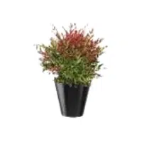 Nandina | Shrub Plants Names