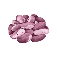 Navy | Seed Vegetables Names