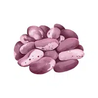 Navy | Seed Vegetables Names
