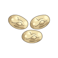 Navybean | Pod Vegetables Names