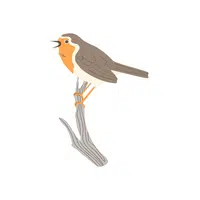 Nightingale