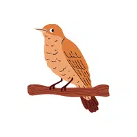 Nightingale | Migratory Birds Names