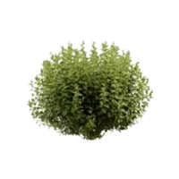 Ninebark | Flowering Shrubs Names