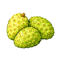 Noni | Coastal Fruits Names