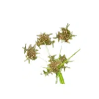 Nutgrass | Tuber Vegetables Names