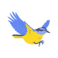 Nuthatch