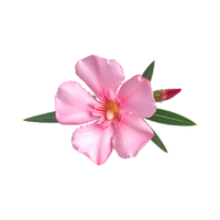 Oleander | Flowering Shrubs Names