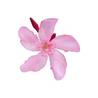 Oleander | Shrub Plants Names