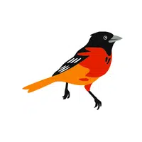 Oriole