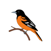 Oriole | Migratory Birds Names