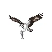 Osprey | Arctic Birds Names