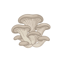 Oyster | White Vegetables Names