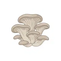 Oyster | White Vegetables Names