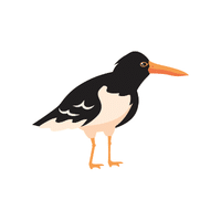 Oystercatcher | Migratory Birds Names