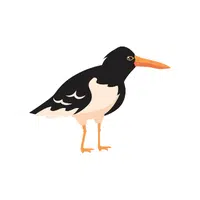 Oystercatcher | Migratory Birds Names