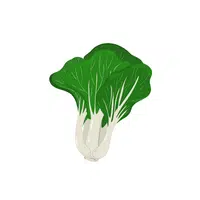 Pakchoi | Seasonal Vegetables Names