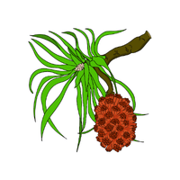 Pandanus | Coastal Fruits Names