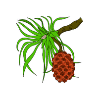 Pandanus | Island Fruits Names