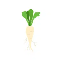 Parsnip | Root Vegetables Names