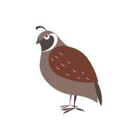 Partr | Game Birds Names