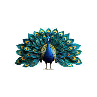 Peacock | Game Birds Names