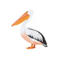 Pelican | Migratory Birds Names