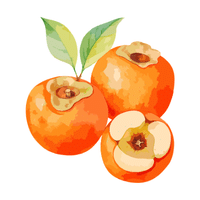 Persimmon | Autumn Fruits Names